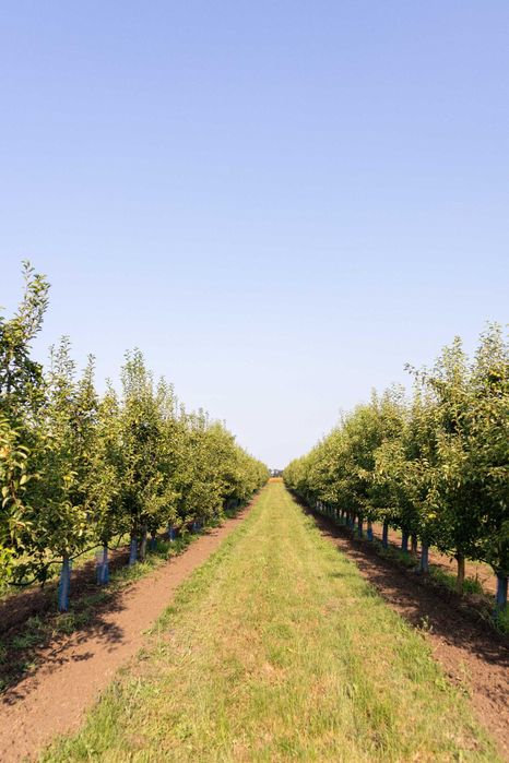 Продава се Земеделски имот в с. Братово, Област Бургас -  кв.м за 9211 €/дка - Снимка #2