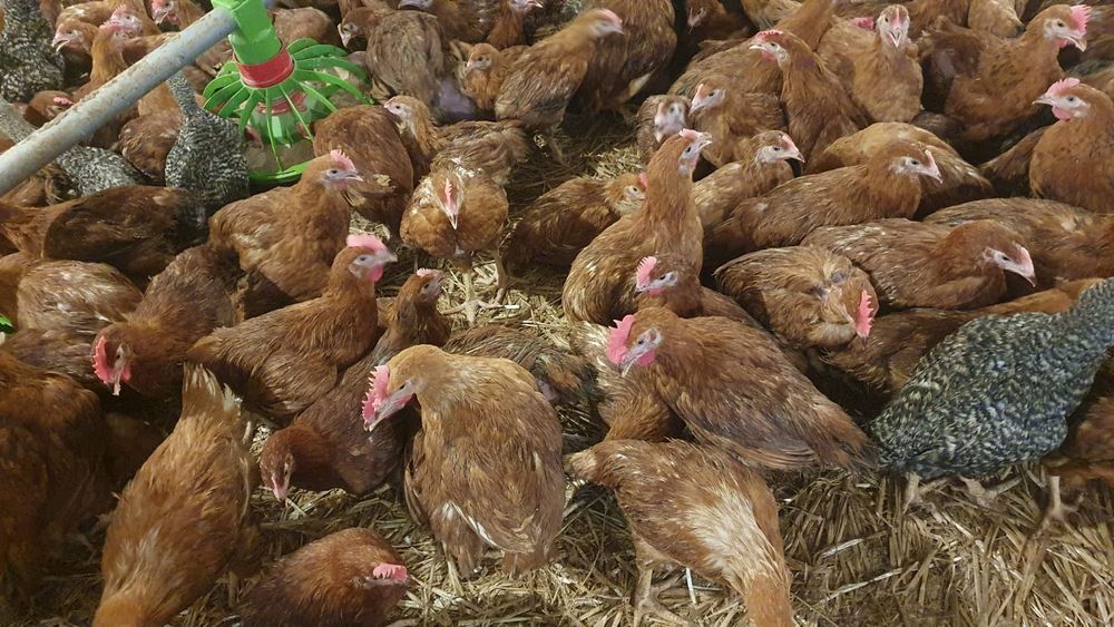 Puii pasarii de curte