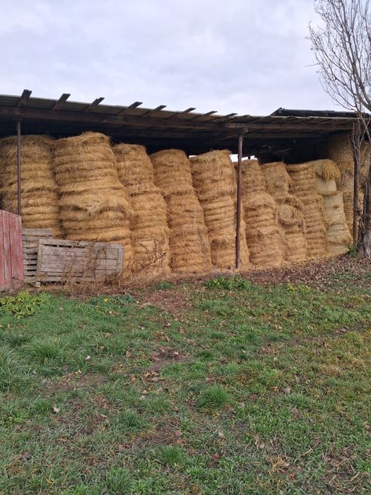 Vand baloti de fan si lucerna