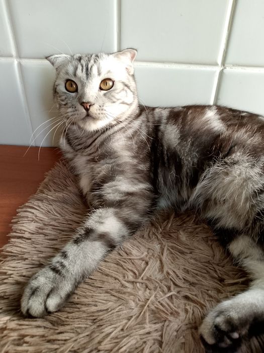 Вязка шотландского вислоухого