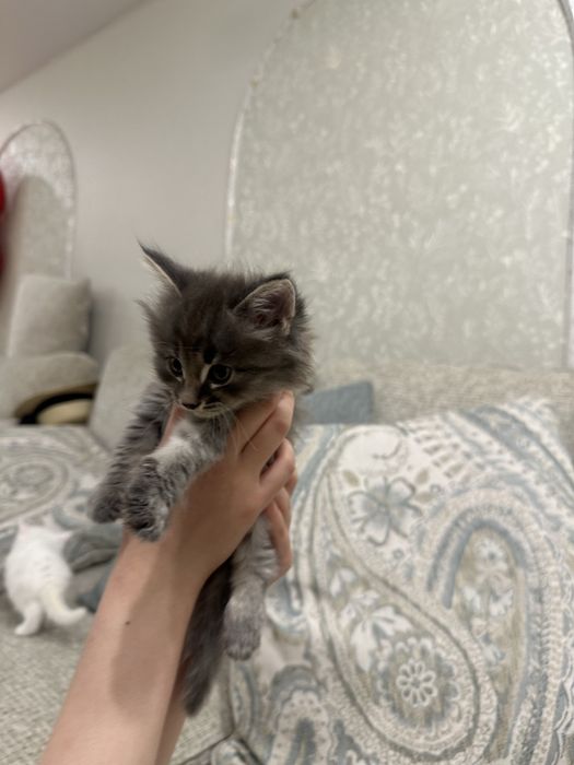 Продам ангорских котя