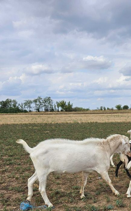 Vand iedute (surori) metis saanen/anglo- nubian varsta 10 luni