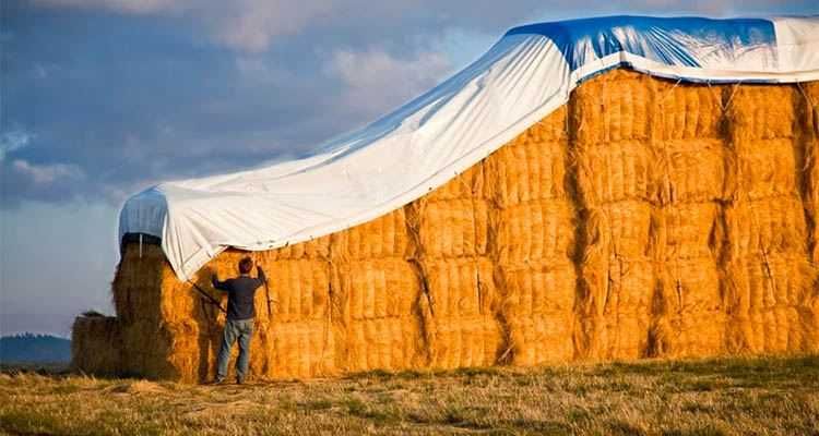 Платнище покривало брезент за предпазване, различни размери, с халки