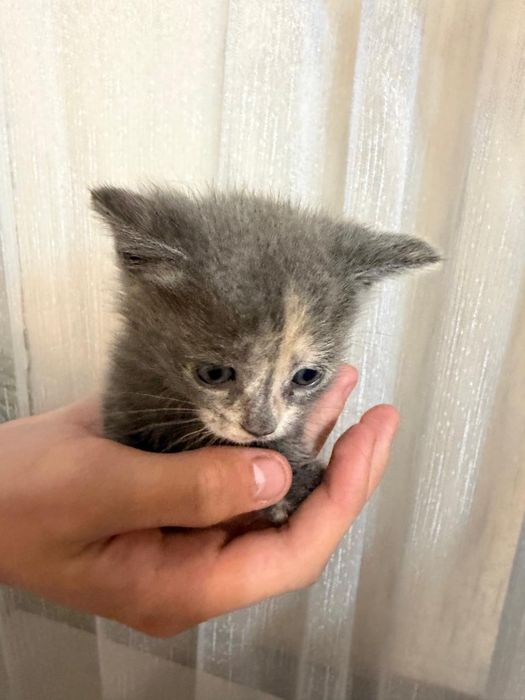 Котята девочки ищут дом