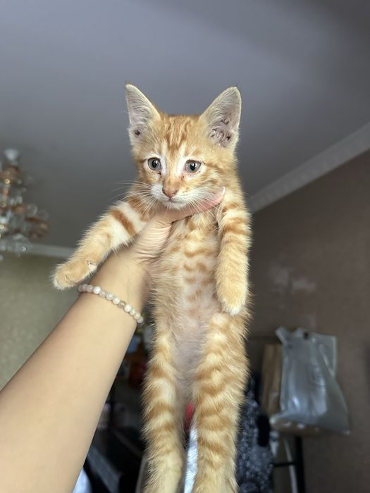 В добрые руки котенка / bepul