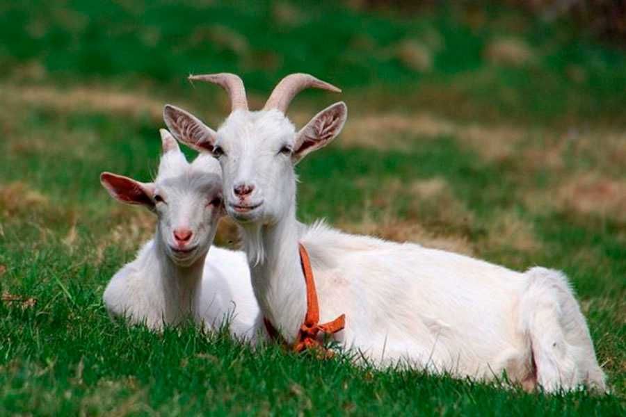 Ешкінің сүті бар, козье молоко