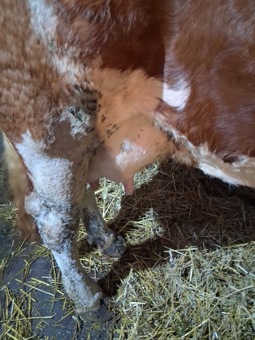 Vând vacă cu vițel