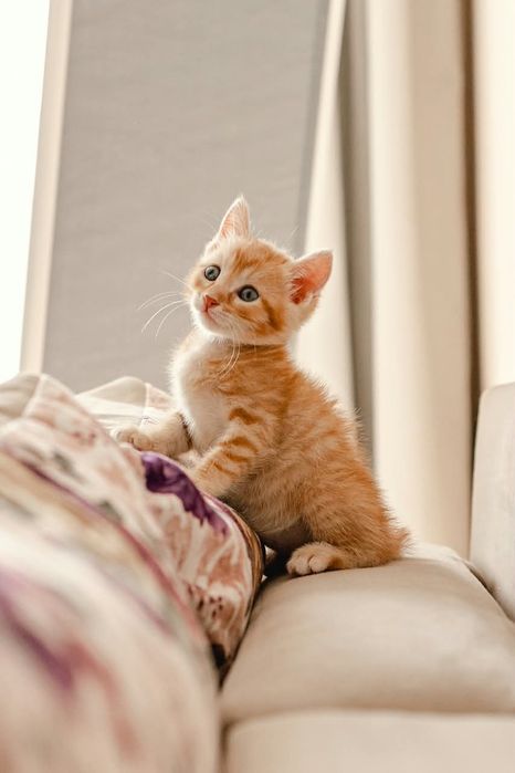 Отдам котят в хорошие руки