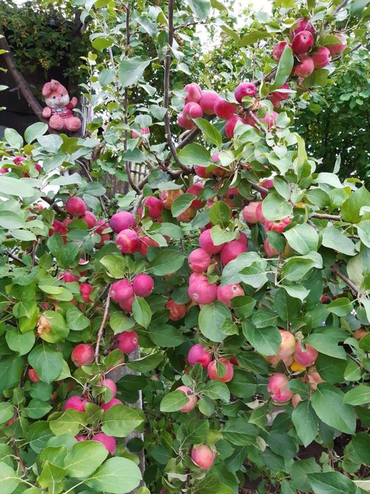 Продам дачу на Самсоновке