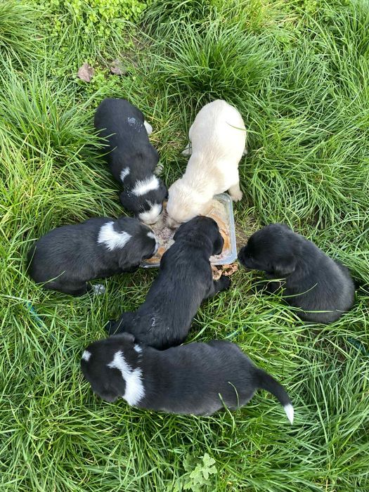 Кученца кохер шпаньол