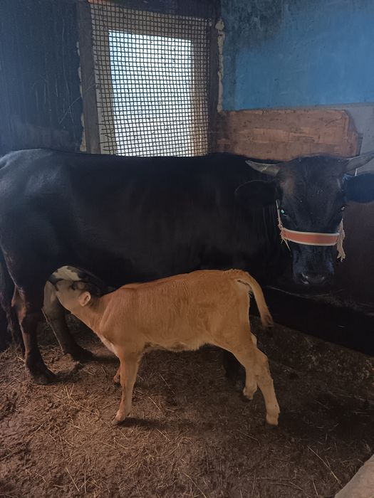 Vaca și Taure de vânzare un an jumate și un an și patru luni