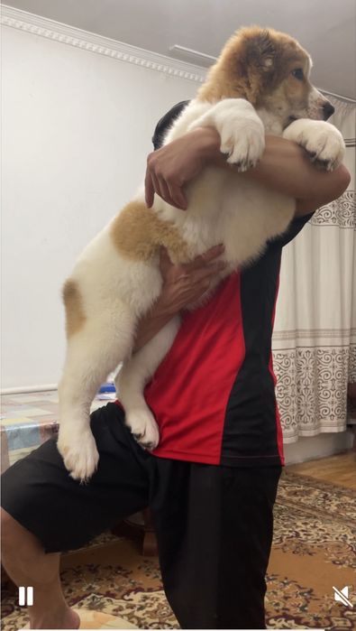 Супер мощь,девочка супертяж алабай