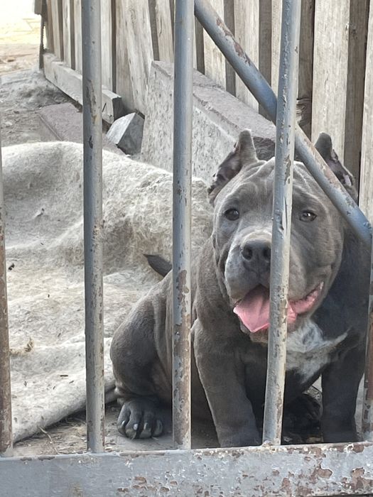 Американский булли