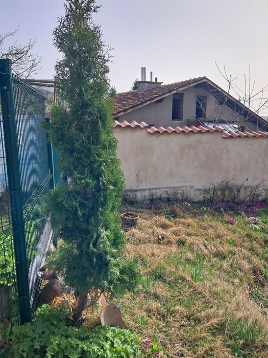 3 - метрова туя -35€