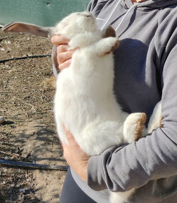 Iepuri rasa germana urias