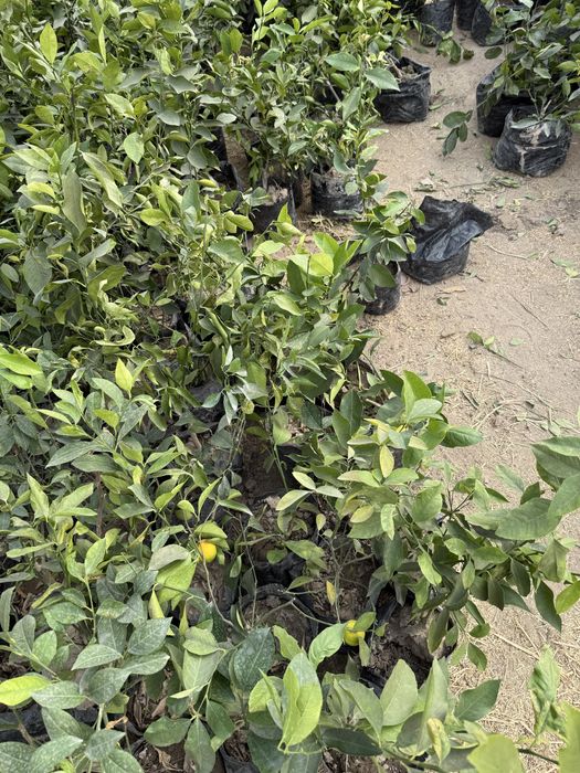 Лимон кучатлари бор