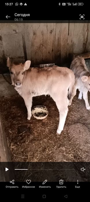 Продам телять цена 260 тысяч звоните по номеру телефона телятьа хороши