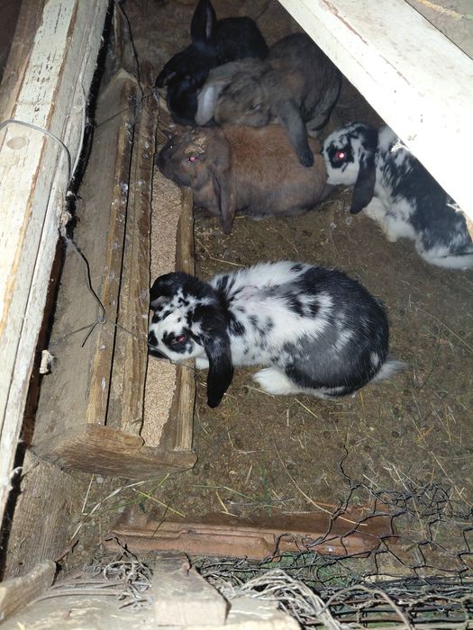 Породисти зайци ...