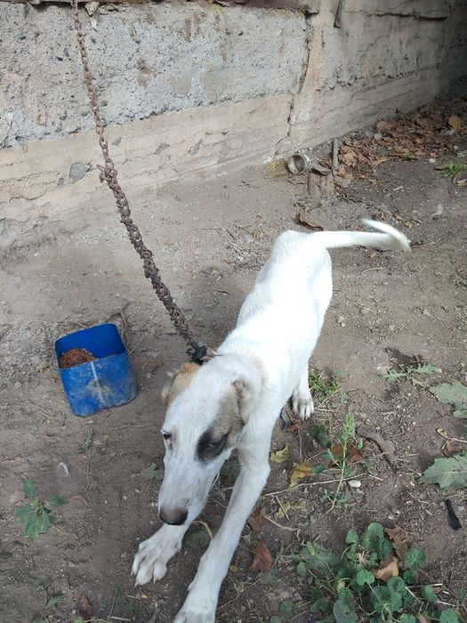 Продаётся Собака алабай