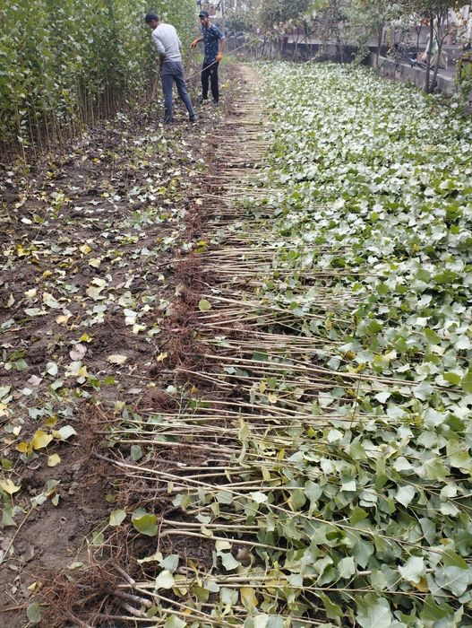 Terak koʻchat 800 soʻmdan