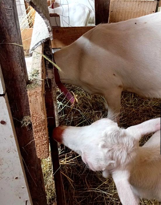 Vand tap saanen, ciut genetic, doua luni si jumatate