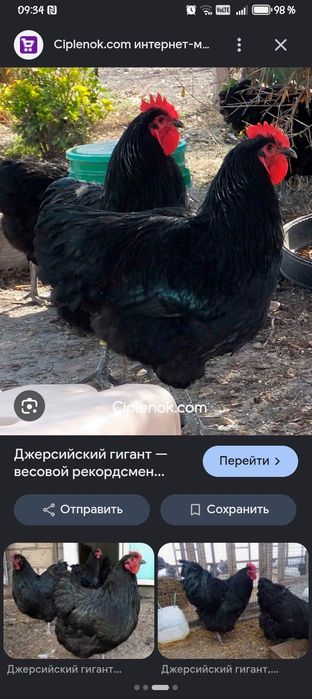 Обмен джерси петух придлогаете
