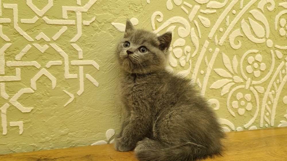 Британские котята