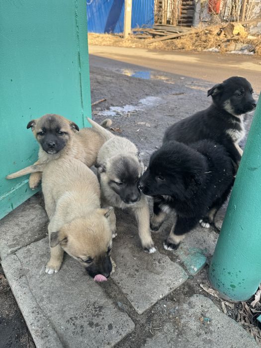 Отдам щенков в хорошие руки