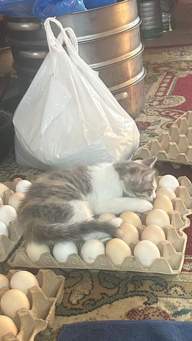 Котёнок крысаловка