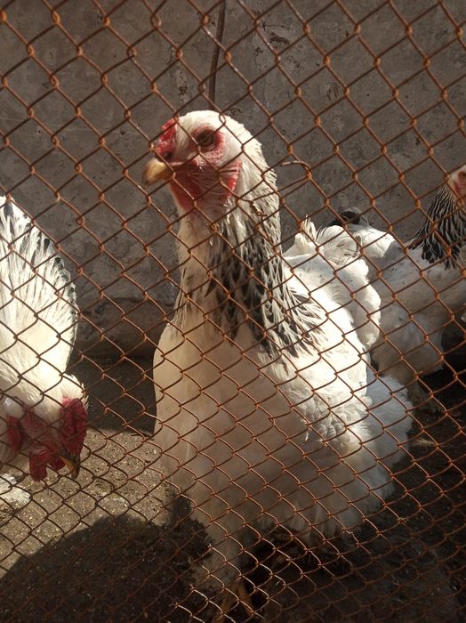 Brama Horoz va tovuqlar