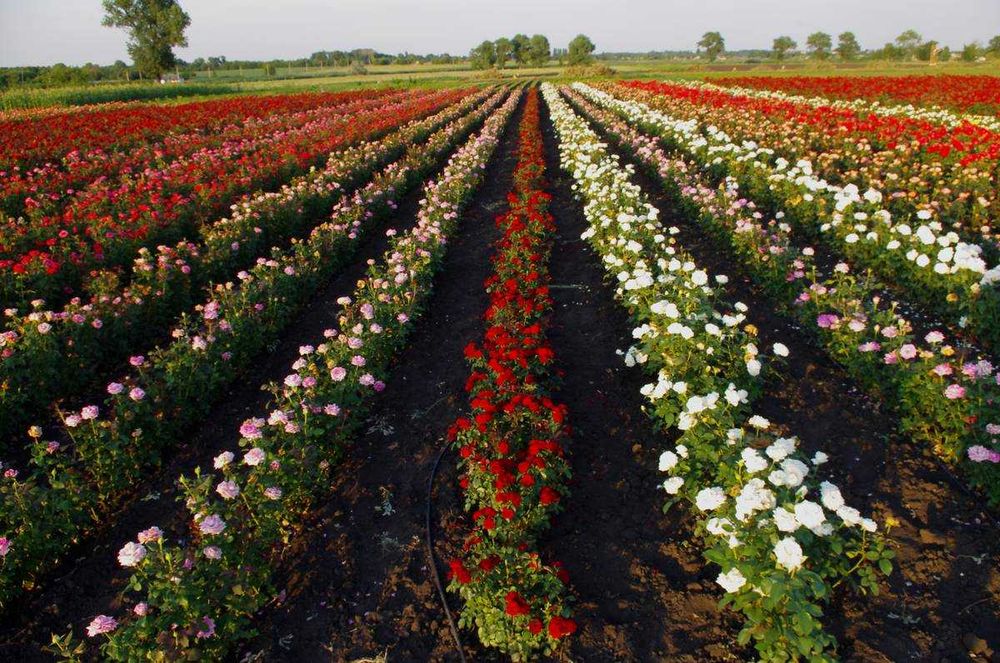 Питомники роз фото Питомники роз фото