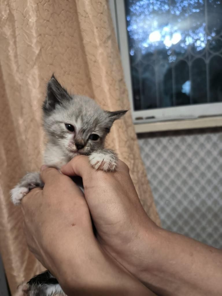 Отдам котят в хорошие руки - Кошки Алматы на Olx