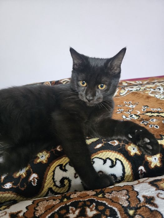 Котенок мальчик...