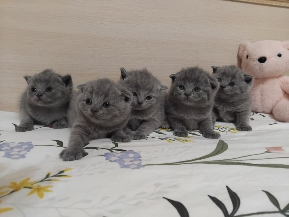 Продажа шотландских котят