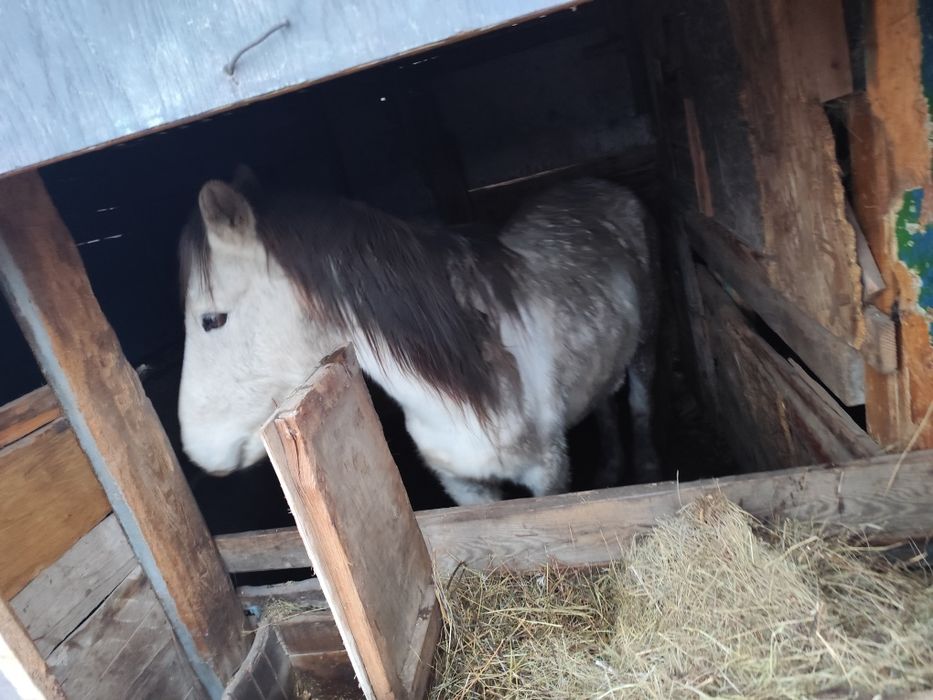 Бие  лошадь недорого