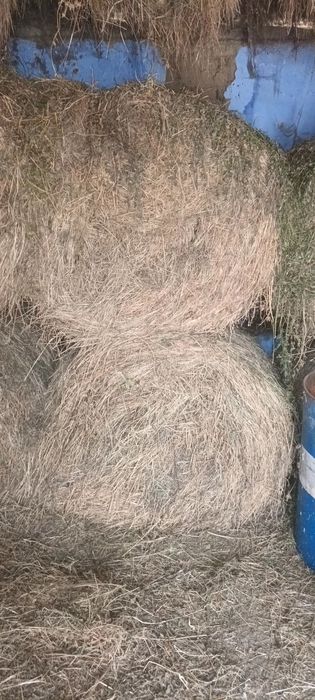 Baloți de lucernă rotunzi