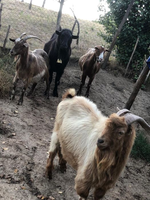 Capre  ce să văd în poze și țapii!