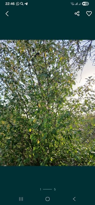 Дача продам 3 дачный