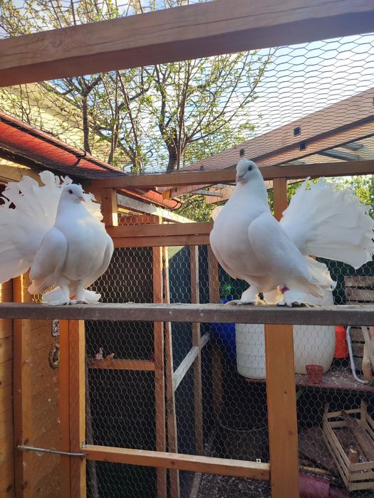 Voltați indieni albi pereche