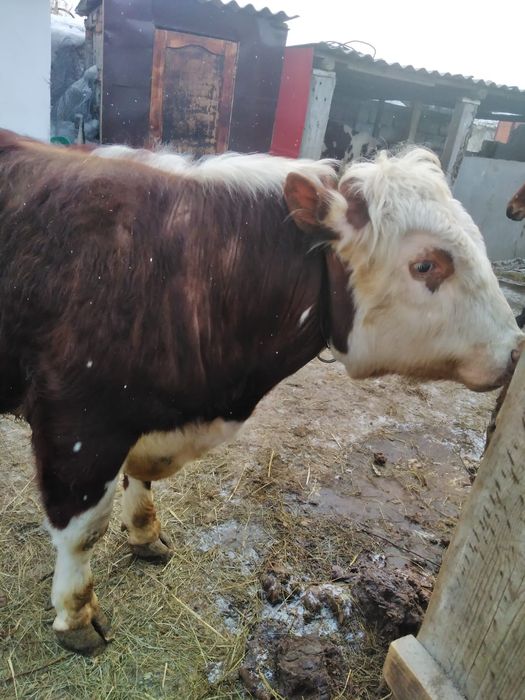 Продам быка возраст 1,9г