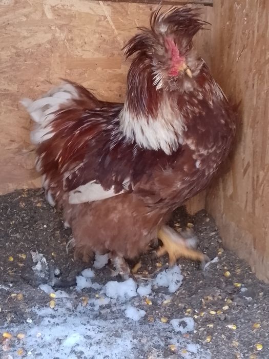 Strumsky moțate cocoș!!!