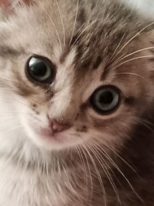 Отдам котят в хорошие руки