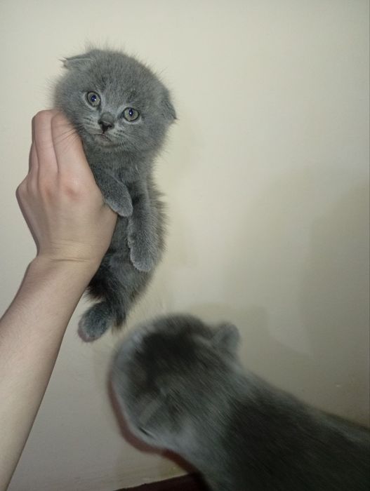 Scottish Fold mushuki sotiladi