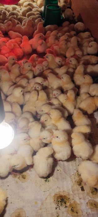 Продам бройлеров цыплят привиты