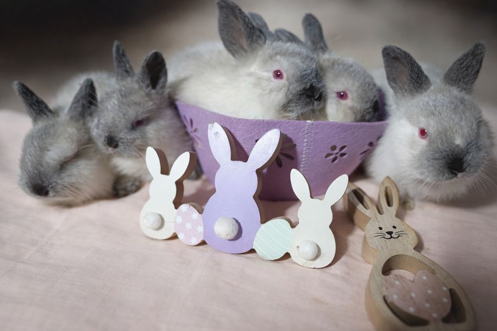 Iepuri din rasa californian