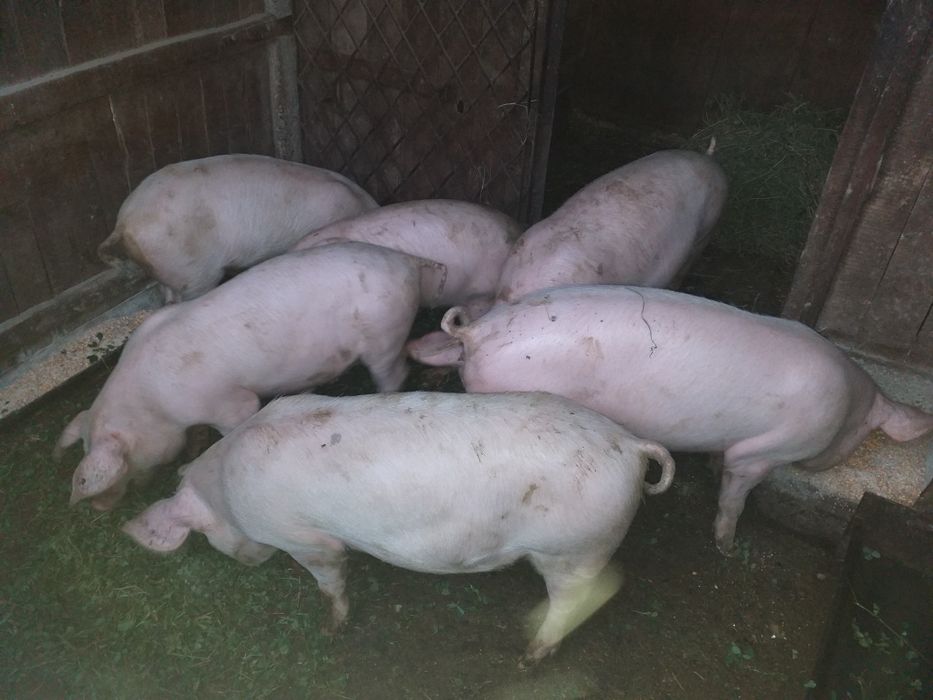 Chiuloasă  U650 ,  turbină  focus 2  , 2000cm , SUT 29  cu RK făcut  ,