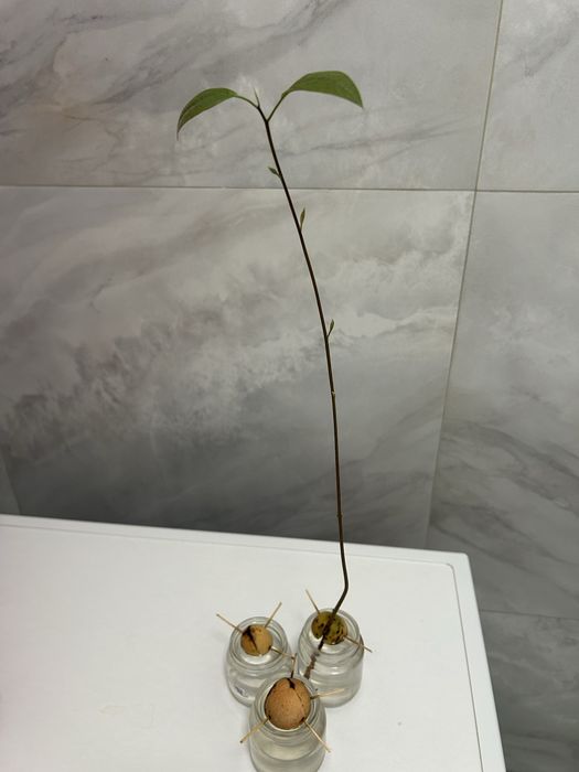 Комнатные растения / Цветы