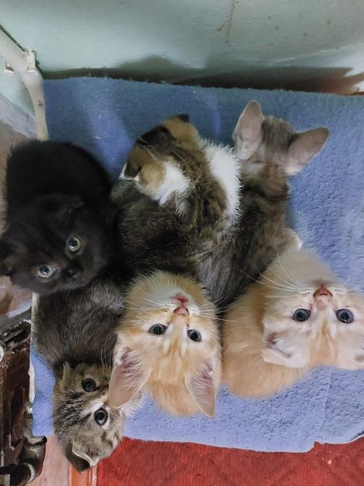 Котята в хорошие,добрые руки