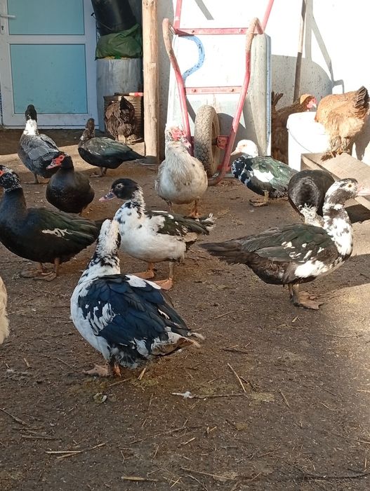 De vânzare rațe mute