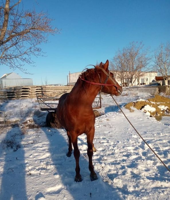 Донен сатылады кокпарга ынтасы зор